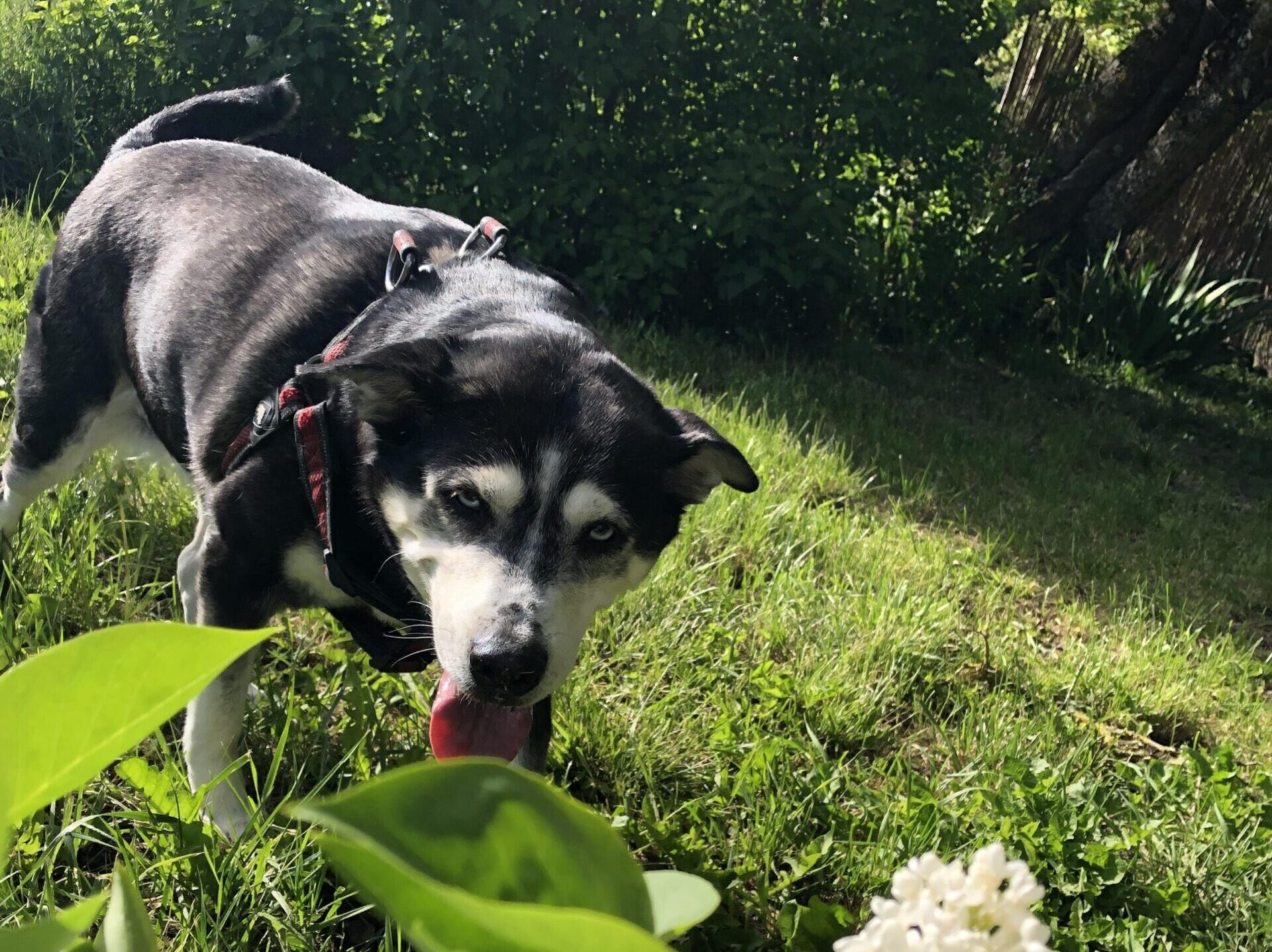 se permiten perros en el paseo del río san antonio